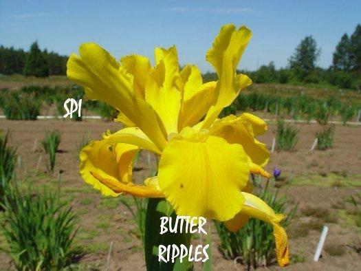 Photo of Spuria Iris (Iris 'Butter Ripples') uploaded by irisloverdee