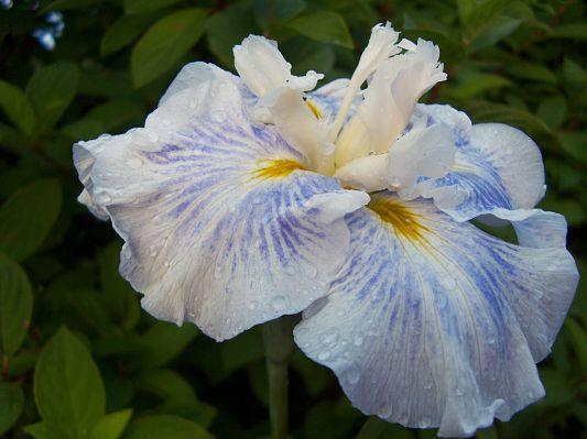 Photo of Japanese Iris (Iris ensata 'Kimono Silk') uploaded by PollyK