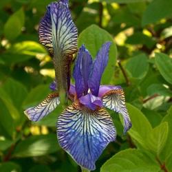 
Siberian Iris Gardens