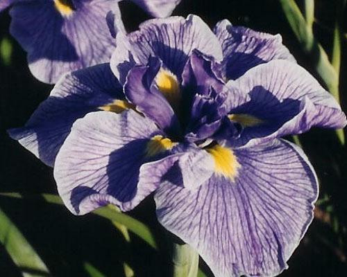 Photo of Japanese Iris (Iris ensata 'Center of Attention') uploaded by PollyK