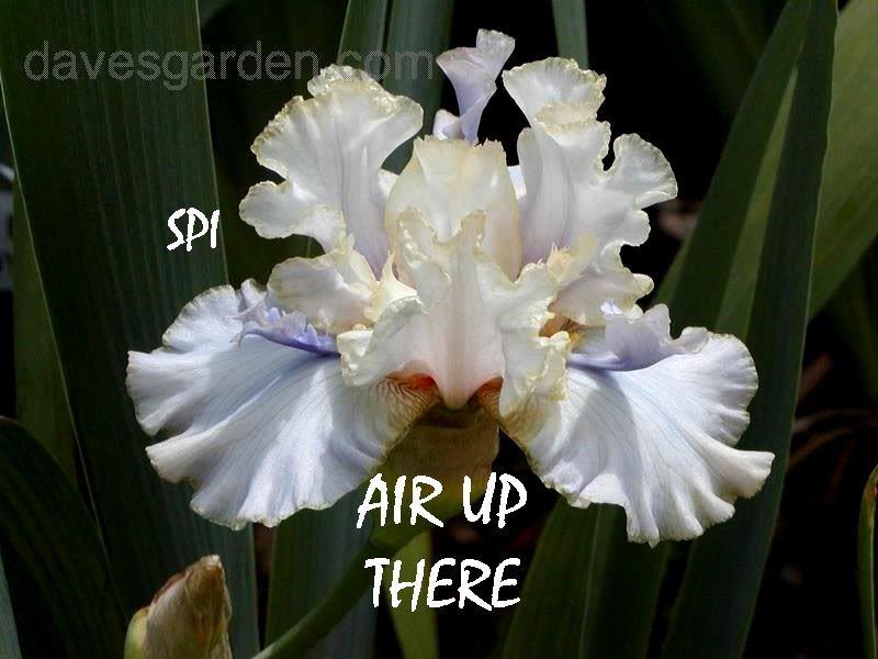 Photo of Tall Bearded Iris (Iris 'Air Up There') uploaded by irisloverdee