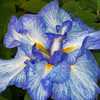 Siberian iris Gardens