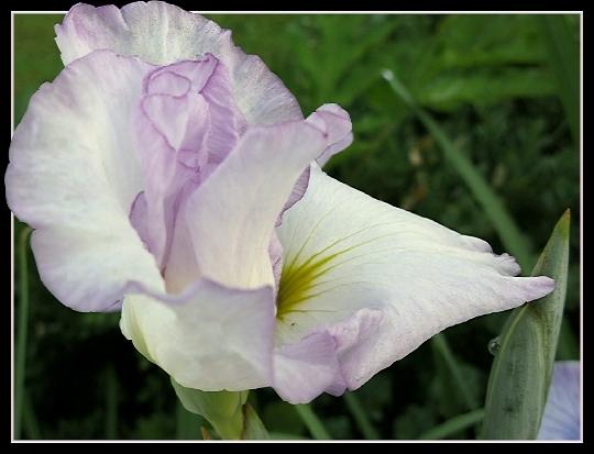Photo of Japanese Iris (Iris ensata 'Greywoods Annalise') uploaded by PollyK