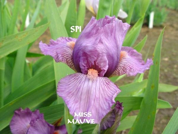 Photo of Intermediate Bearded Iris (Iris 'Miss Mauve') uploaded by irisloverdee