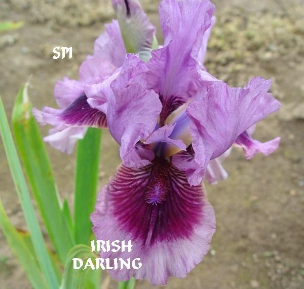 Photo of Intermediate Bearded Iris (Iris 'Irish Darling') uploaded by irisloverdee