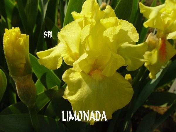 Photo of Intermediate Bearded Iris (Iris 'Limonada') uploaded by irisloverdee
