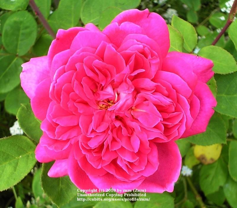 Photo of Rose (Rosa 'Sophy's Rose') uploaded by zuzu