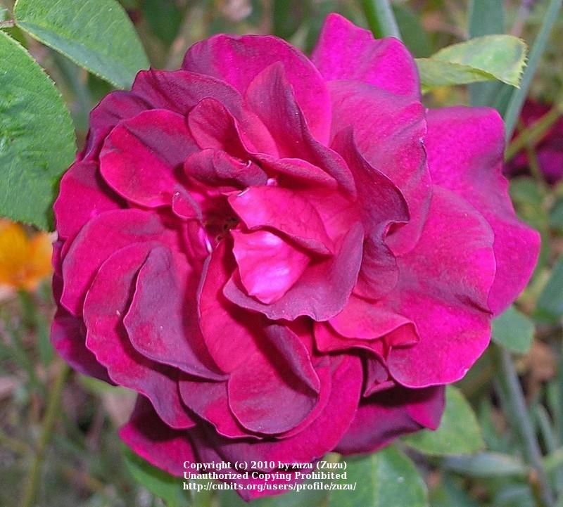 Photo of Rose (Rosa 'L. D. Braithwaite') uploaded by zuzu