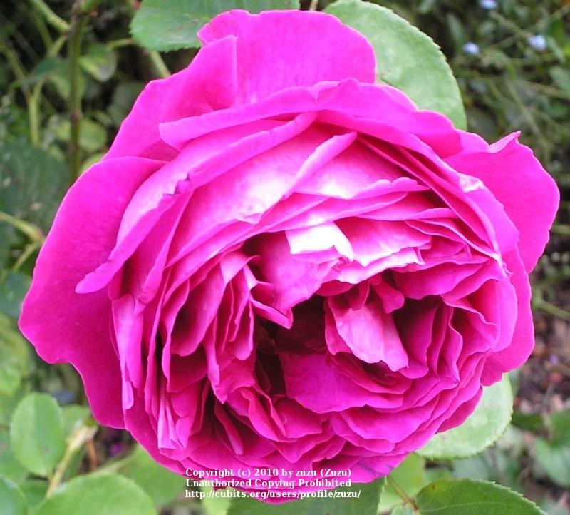Photo of English Shrub Rose (Rosa 'Othello') uploaded by zuzu