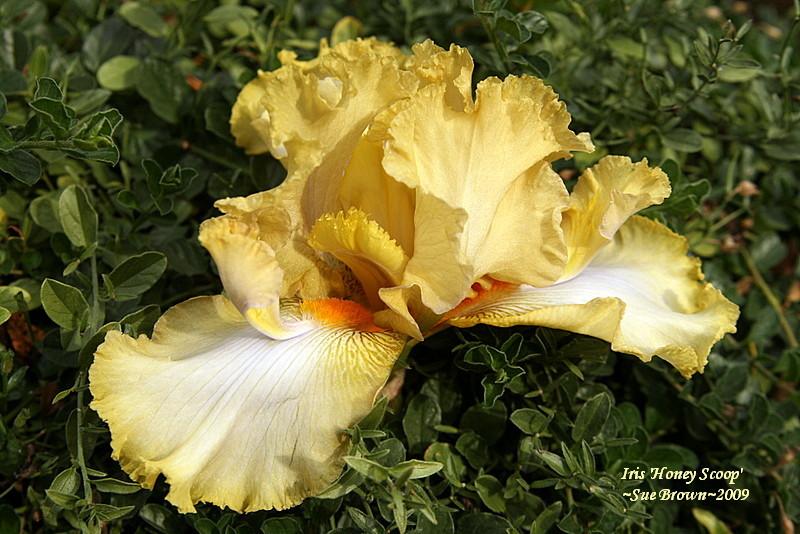 Photo of Tall Bearded Iris (Iris 'Honey Scoop') uploaded by Calif_Sue
