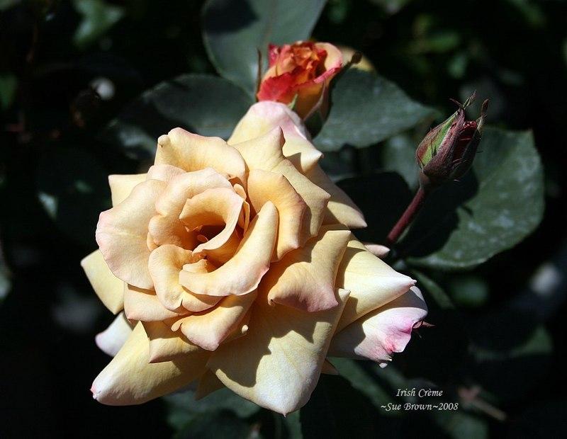 Photo of Rose (Rosa 'Irish Creme') uploaded by Calif_Sue