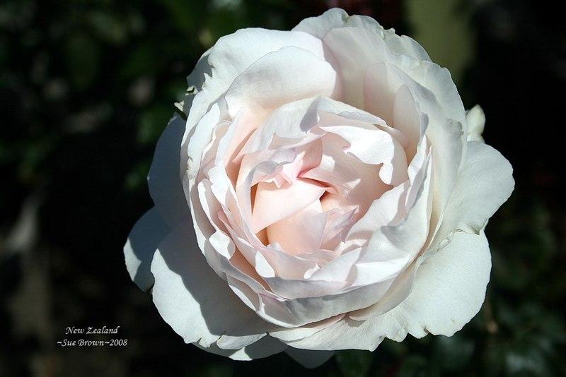 Photo of Rose (Rosa 'New Zealand') uploaded by Calif_Sue