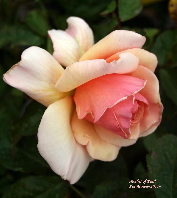 Photo of Rose (Rosa 'Mother of Pearl') uploaded by Calif_Sue