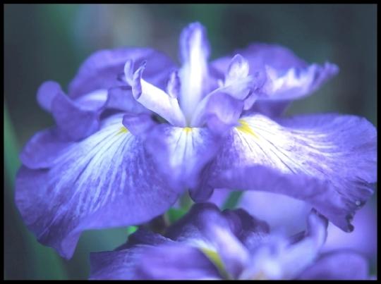 Photo of Japanese Iris (Iris ensata 'Greywoods Cold Smoke') uploaded by PollyK