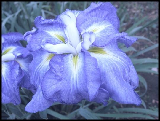 Photo of Japanese Iris (Iris ensata 'Greywoods Rivertide') uploaded by PollyK