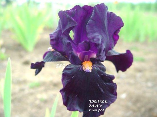 Photo of Intermediate Bearded Iris (Iris 'Devil May Care') uploaded by irisloverdee