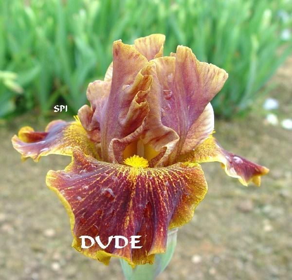 Photo of Intermediate Bearded Iris (Iris 'Dude') uploaded by irisloverdee