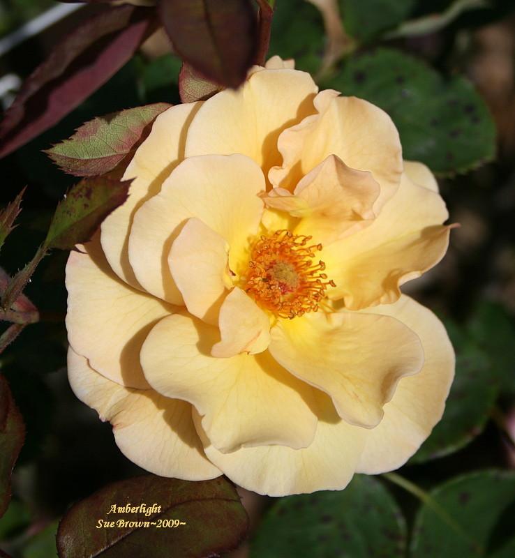 Photo of Rose (Rosa 'Amberlight') uploaded by Calif_Sue