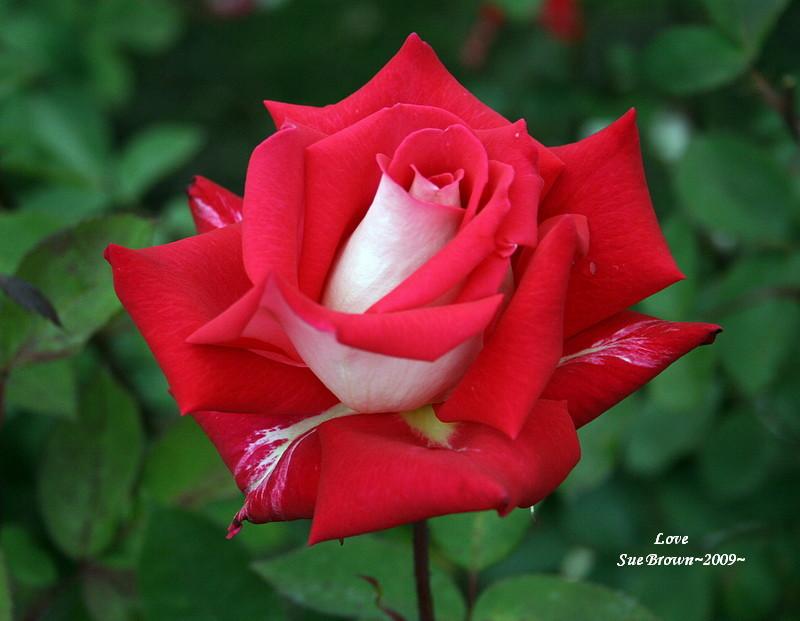 Photo of Rose (Rosa 'Love') uploaded by Calif_Sue