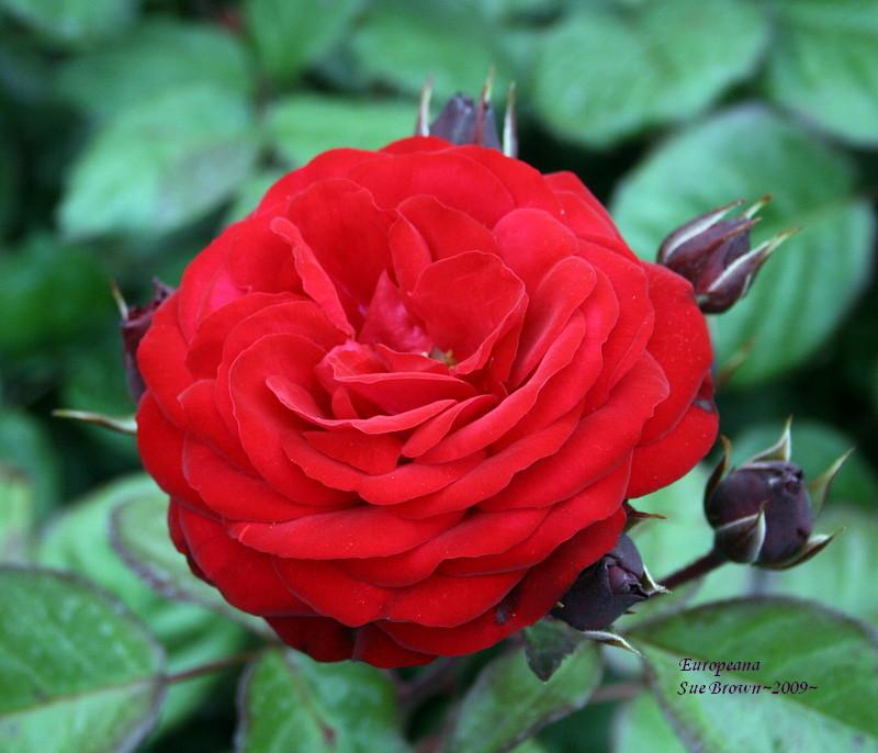 Photo of Rose (Rosa 'Europeana') uploaded by Calif_Sue
