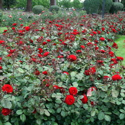 
San Jose Municipal Rose Garden, CA.