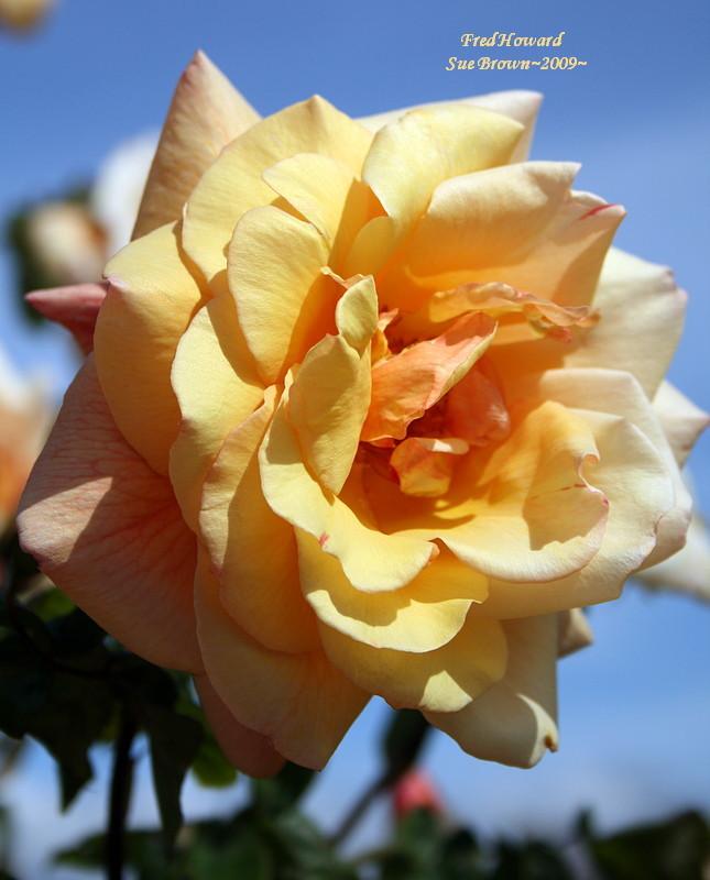 Photo of Rose (Rosa 'Fred Howard') uploaded by Calif_Sue