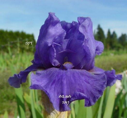 Photo of Intermediate Bearded Iris (Iris 'Aqua Taj') uploaded by irisloverdee