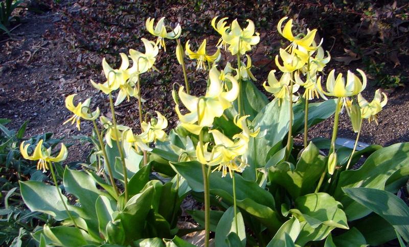 Photo of Trout Lily (Erythronium 'Pagoda') uploaded by stilldew