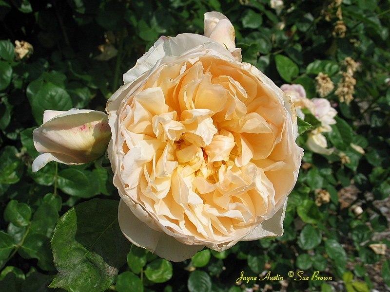 Photo of Rose (Rosa 'Jayne Austin') uploaded by Calif_Sue
