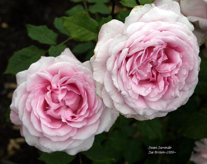 Photo of Rose (Rosa 'Sweet Surrender') uploaded by Calif_Sue