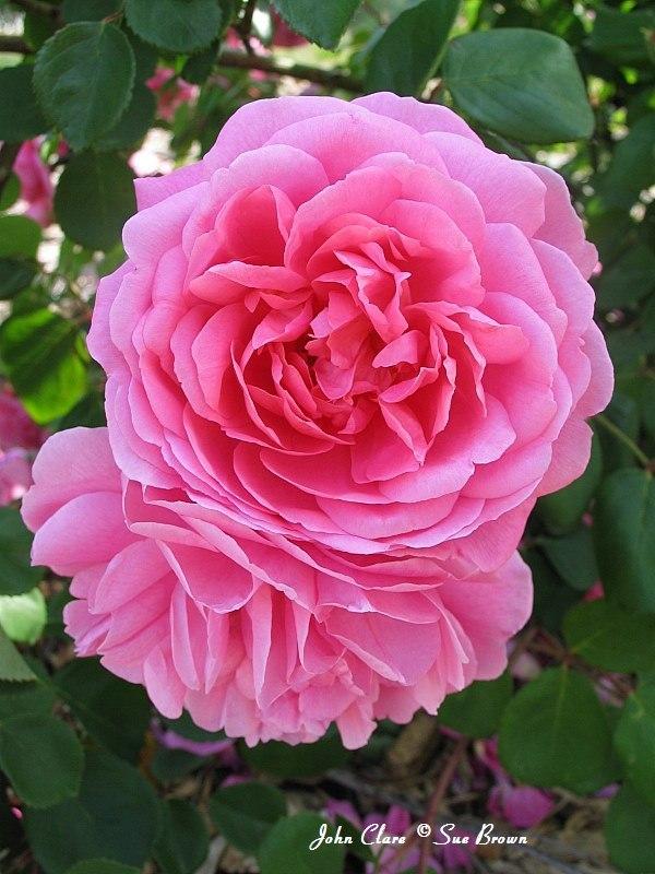 Photo of Rose (Rosa 'John Clare') uploaded by Calif_Sue