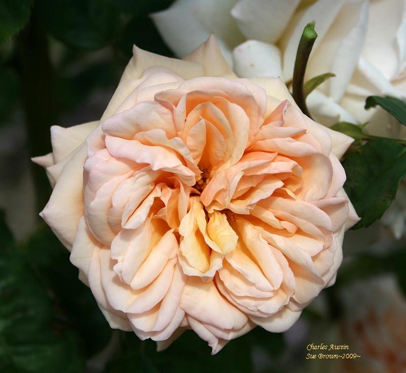 Photo of English Shrub Rose (Rosa 'Charles Austin') uploaded by Calif_Sue