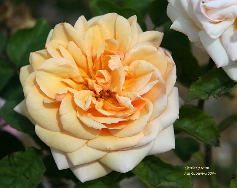 Photo of English Shrub Rose (Rosa 'Charles Austin') uploaded by Calif_Sue