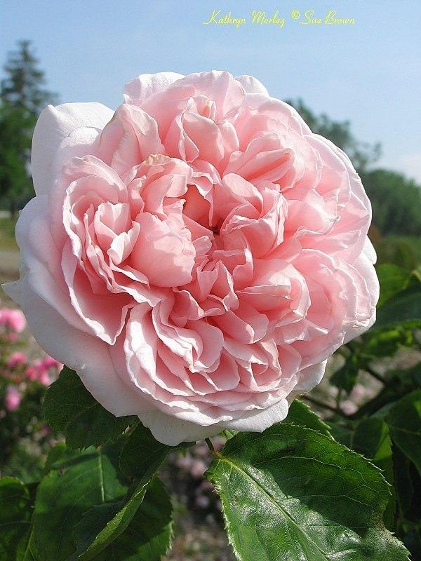 Photo of English Shrub Rose (Rosa 'Kathryn Morley') uploaded by Calif_Sue