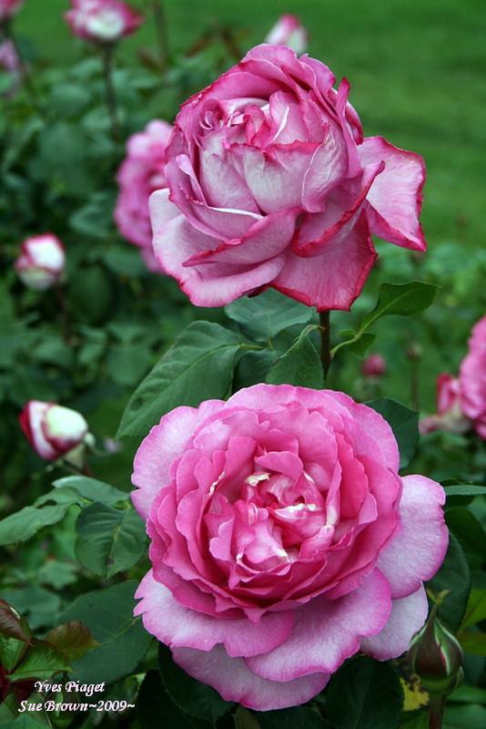 Photo of Rose (Rosa 'Yves Piaget') uploaded by Calif_Sue