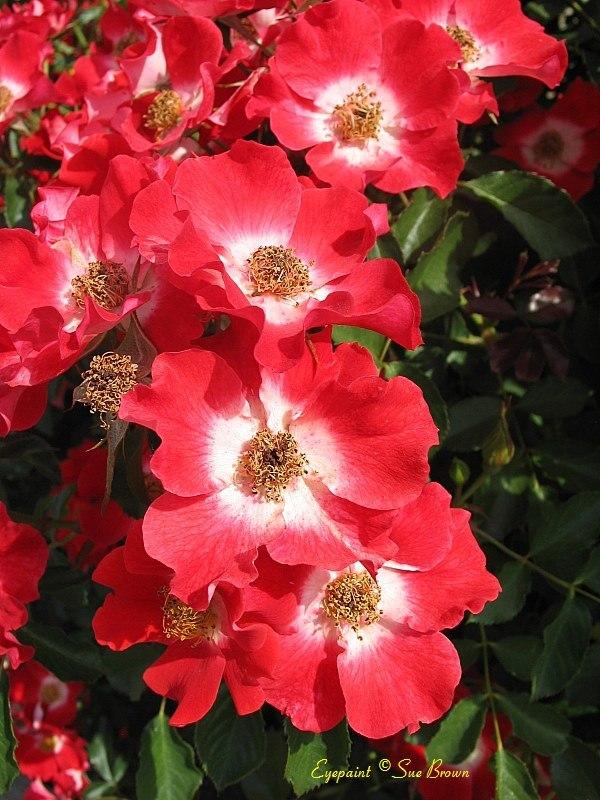 Photo of Rose (Rosa 'Eyepaint') uploaded by Calif_Sue