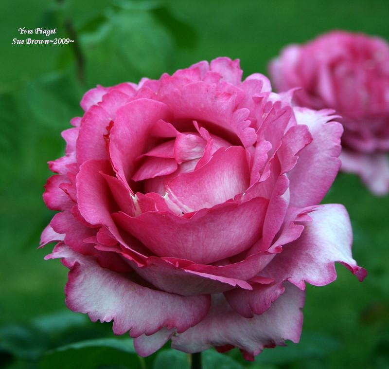 Photo of Rose (Rosa 'Yves Piaget') uploaded by Calif_Sue