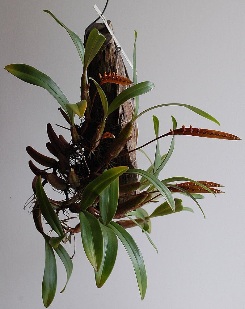 Photo of Orchid (Bulbophyllum falcatum var. falcatum) uploaded by Ursula