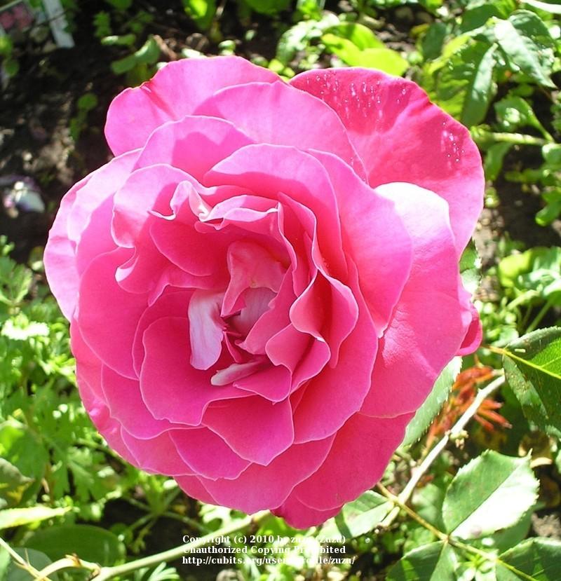 Photo of Rose (Rosa 'Alabama') uploaded by zuzu