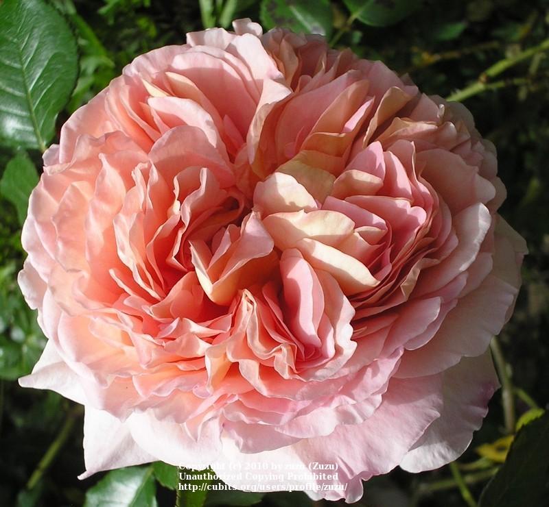 Photo of Rose (Rosa 'Abraham Darby') uploaded by zuzu