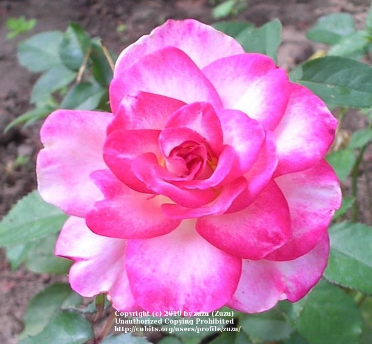 Photo of Rose (Rosa 'Alice Pat') uploaded by zuzu