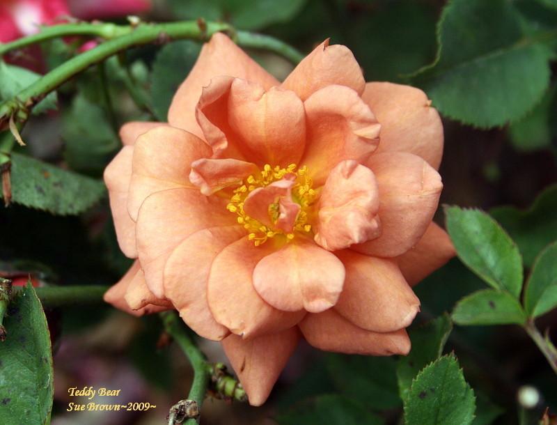 Photo of Rose (Rosa 'Teddy Bear') uploaded by Calif_Sue