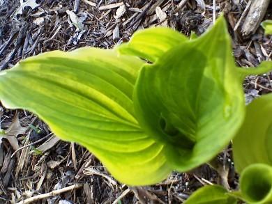 Photo of Hosta 'Savannah Supreme' uploaded by conifers