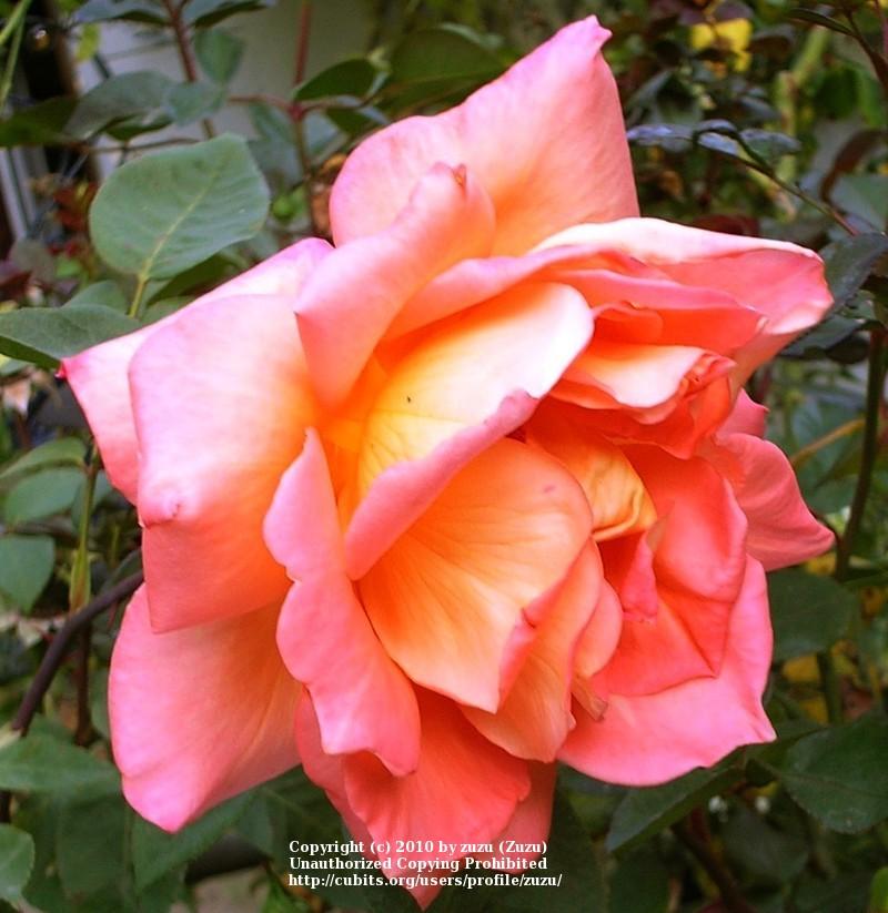Photo of Rose (Rosa 'Ambassador') uploaded by zuzu