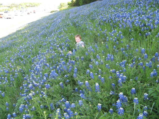 Photo of Texas Bluebonnet (Lupinus texensis) uploaded by Bubbles