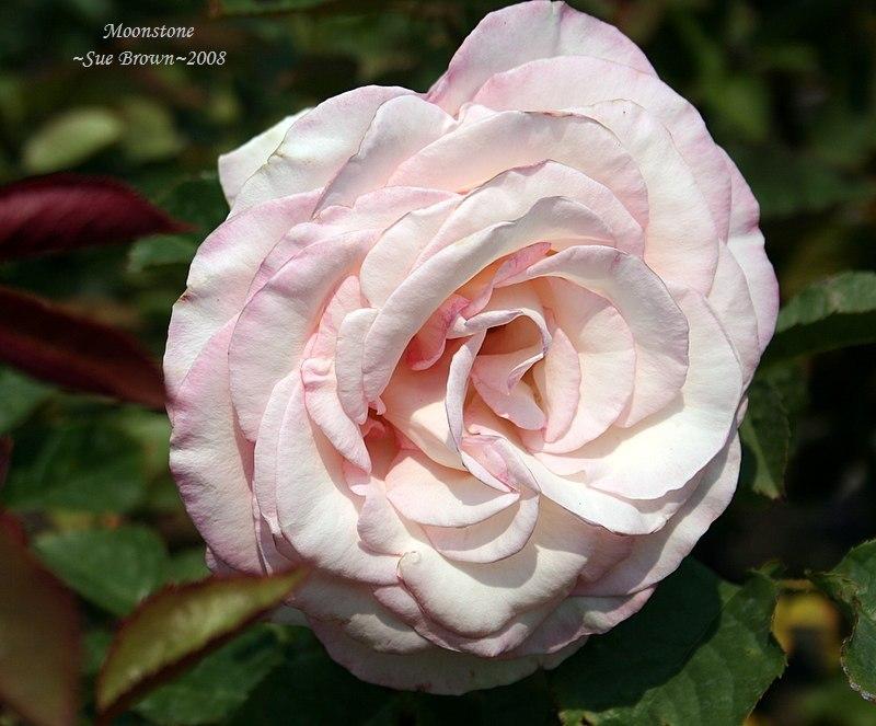 Photo of Rose (Rosa Moonstone™) uploaded by Calif_Sue