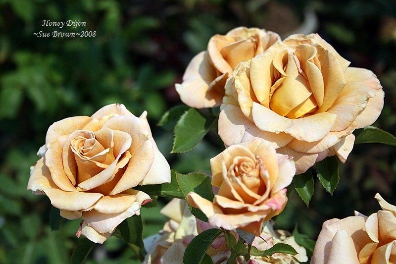 Photo of Rose (Rosa 'Honey Dijon') uploaded by Calif_Sue