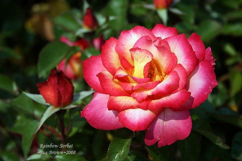 Photo of Rose (Rosa 'Rainbow Sorbet') uploaded by Calif_Sue
