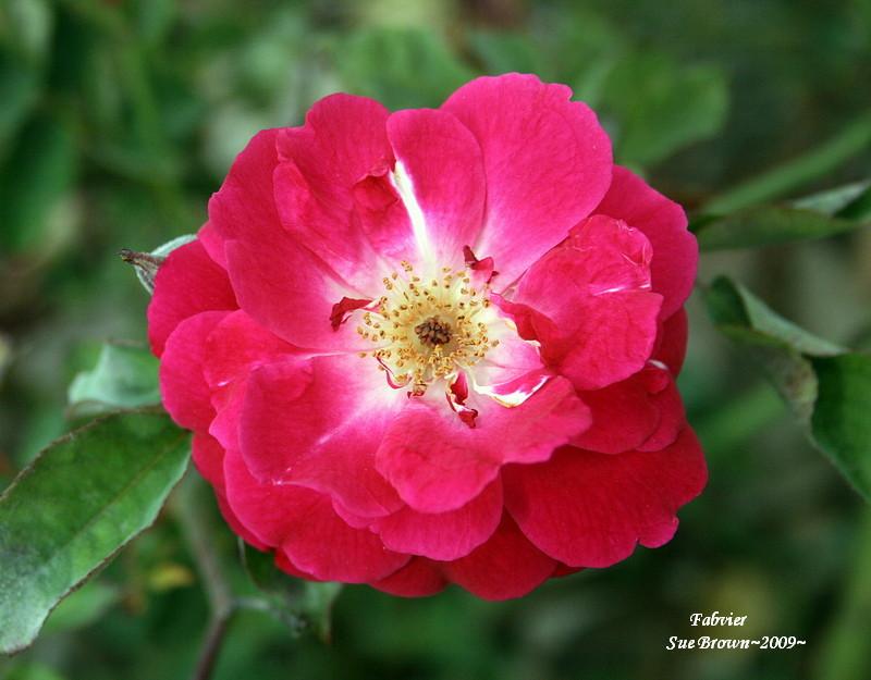 Photo of Rose (Rosa 'Fabvier') uploaded by Calif_Sue