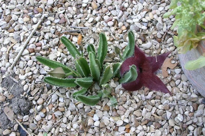 Photo of Starfish Cactus (Ceropegia grandiflora) uploaded by dave